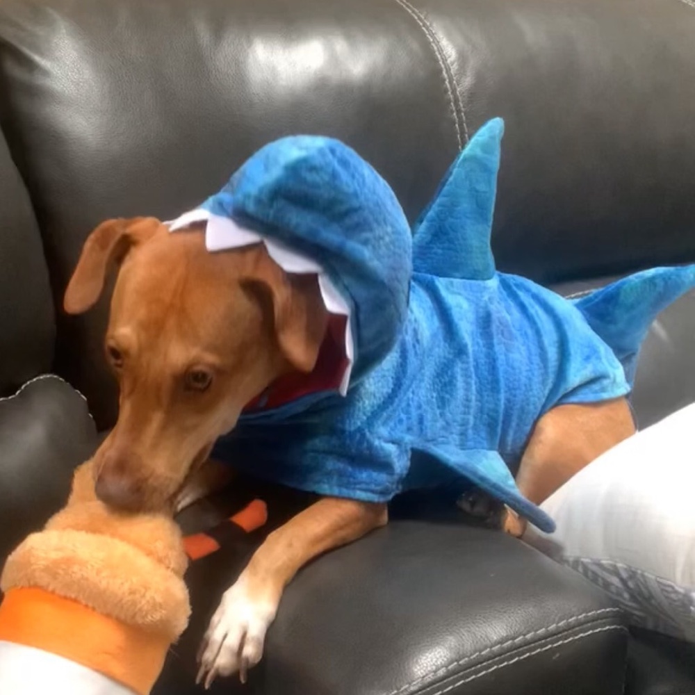 Dog Shark costume